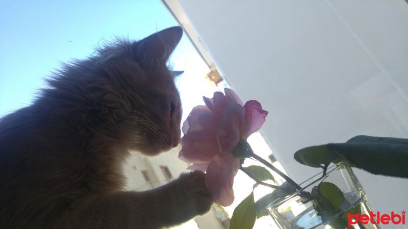 Sibirya Kedisi, Kedi  Bade fotoğrafı
