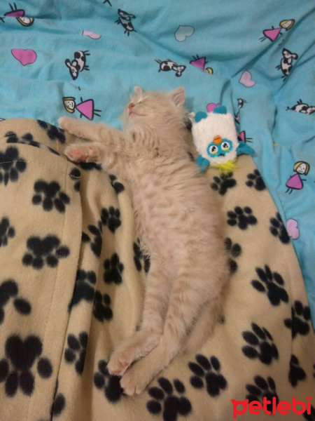 Sibirya Kedisi, Kedi  Bade fotoğrafı