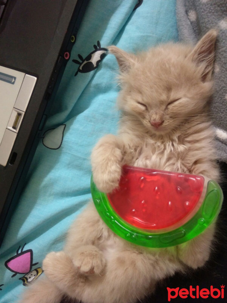 Sibirya Kedisi, Kedi  Bade fotoğrafı