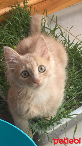Sibirya Kedisi, Kedi  Bade fotoğrafı