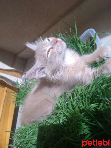 Sibirya Kedisi, Kedi  Bade fotoğrafı