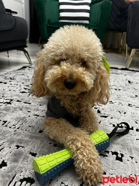 Poodle(Standart Kaniş), Köpek  Gofret fotoğrafı