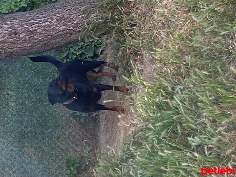 Rottweiler, Köpek  Lus fotoğrafı