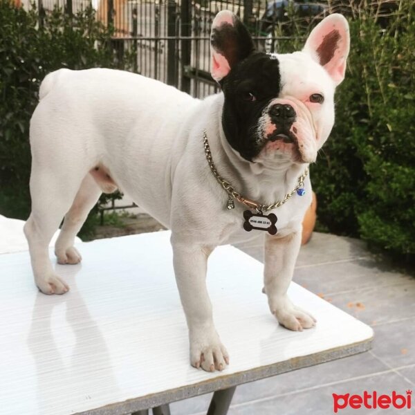 Fransız Bulldog, Köpek  Babi fotoğrafı