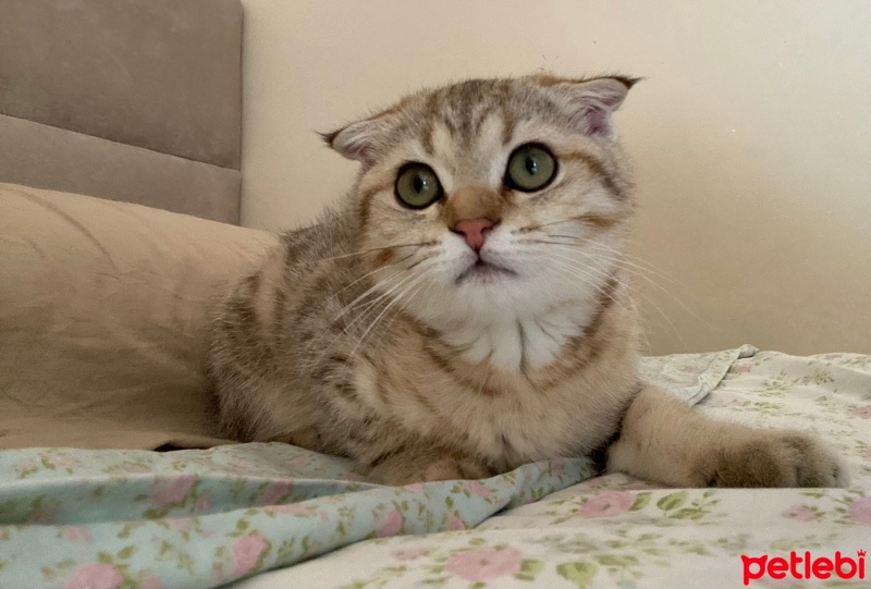 Scottish Fold, Kedi  Çita fotoğrafı