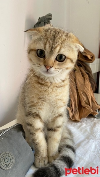 Scottish Fold, Kedi  Çita fotoğrafı