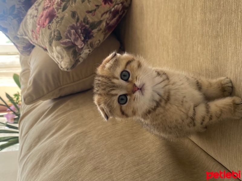 Scottish Fold, Kedi  Çita fotoğrafı