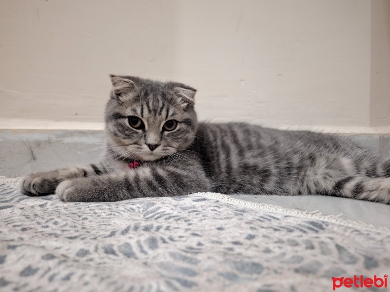 Scottish Fold, Kedi  Kirman fotoğrafı