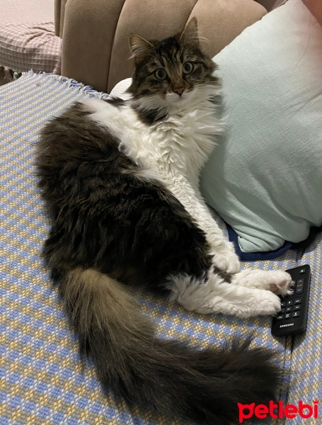 Tekir Kedi, Kedi  sirius fotoğrafı