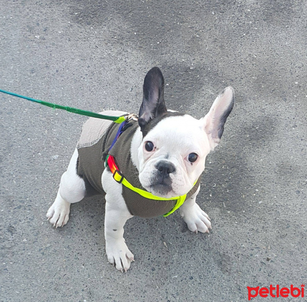 Fransız Bulldog, Köpek  BARBİ fotoğrafı