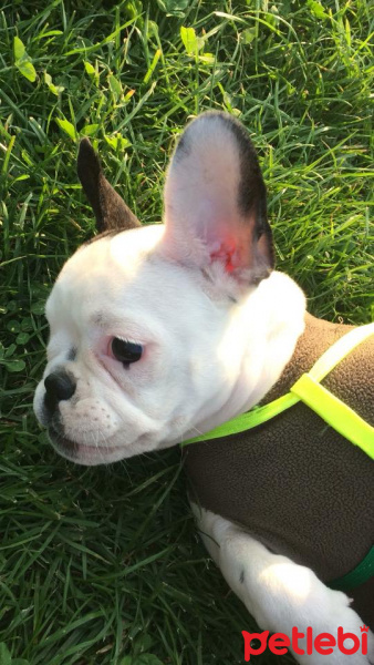 Fransız Bulldog, Köpek  BARBİ fotoğrafı