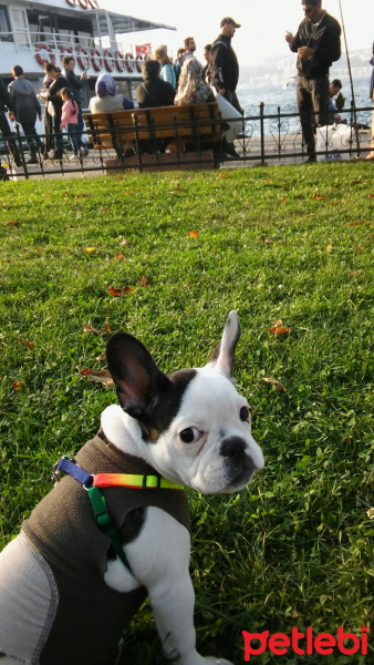 Fransız Bulldog, Köpek  BARBİ fotoğrafı