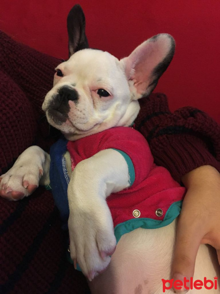 Fransız Bulldog, Köpek  BARBİ fotoğrafı