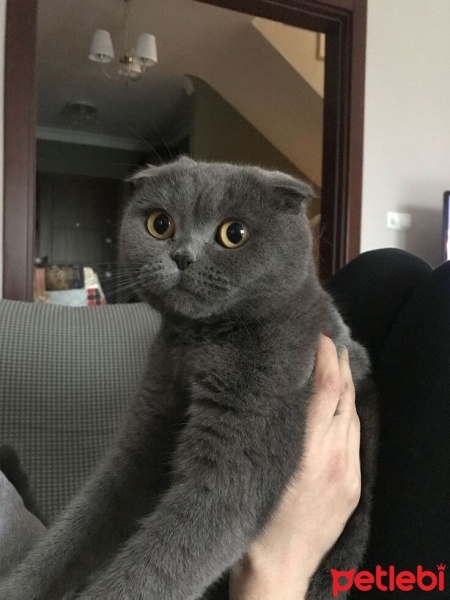 Scottish Fold, Kedi  Boni fotoğrafı