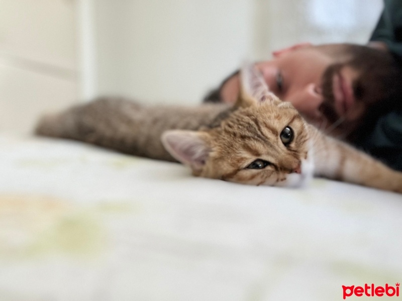 British Shorthair, Kedi  Paşa fotoğrafı