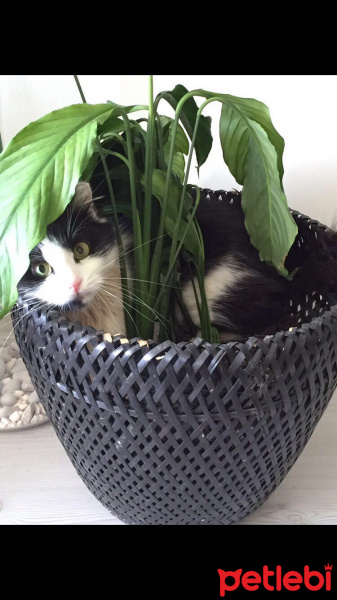 Tekir Kedi, Kedi  Misket fotoğrafı
