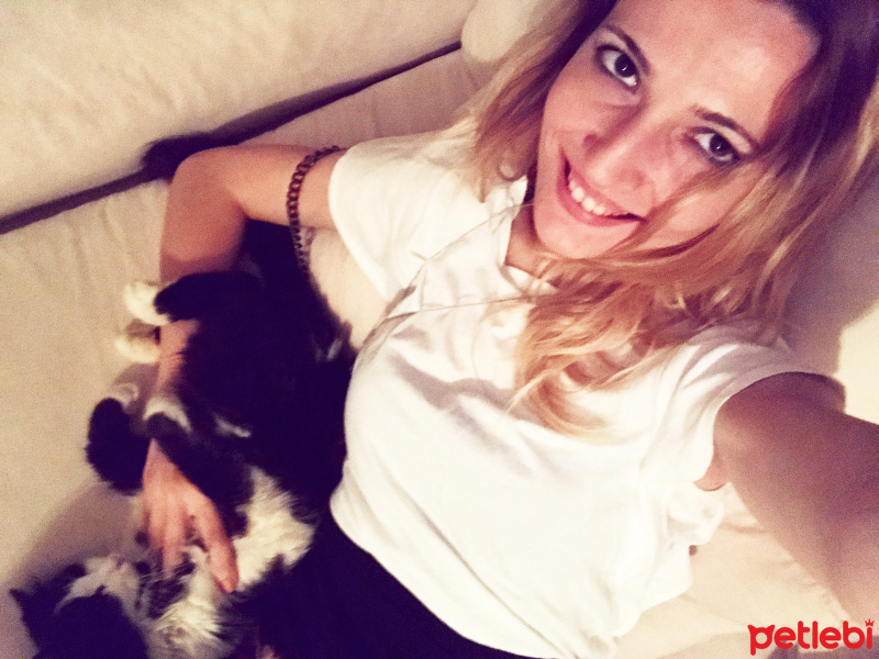 Tekir Kedi, Kedi  Misket fotoğrafı