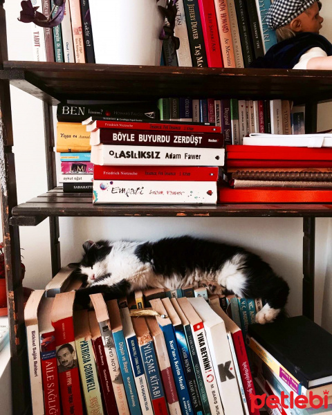 Tekir Kedi, Kedi  Misket fotoğrafı
