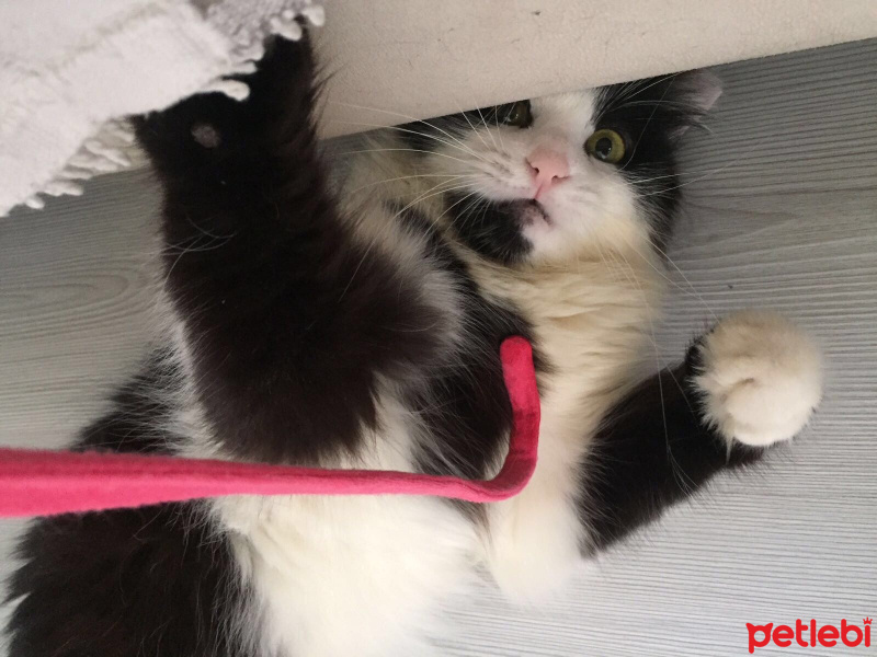 Tekir Kedi, Kedi  Misket fotoğrafı