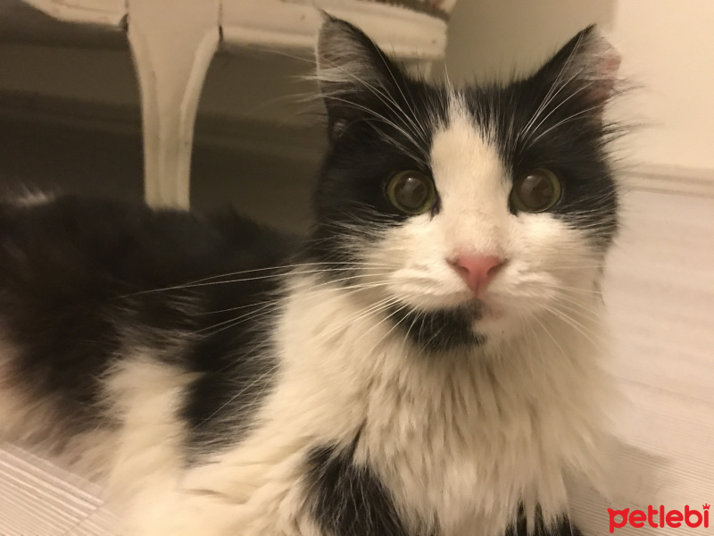 Tekir Kedi, Kedi  Misket fotoğrafı
