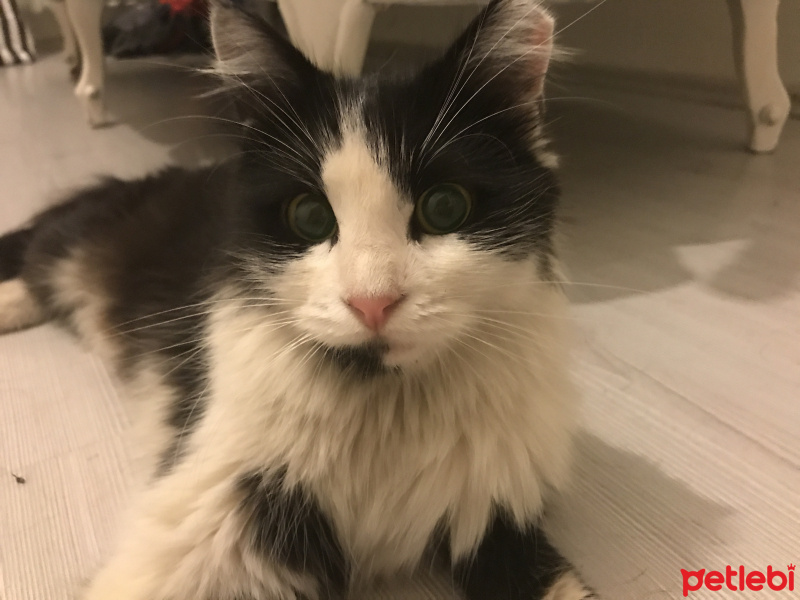 Tekir Kedi, Kedi  Misket fotoğrafı