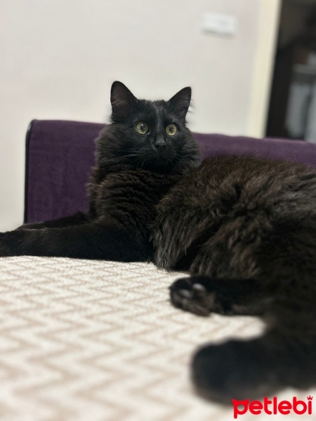 Nebelung, Kedi  Gece fotoğrafı
