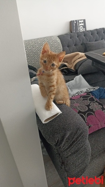 Sarman, Kedi  Tim fotoğrafı
