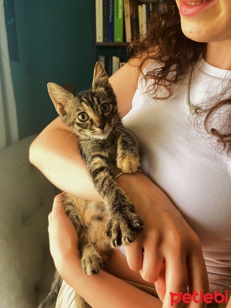 Tekir Kedi, Kedi  GIRGIR fotoğrafı