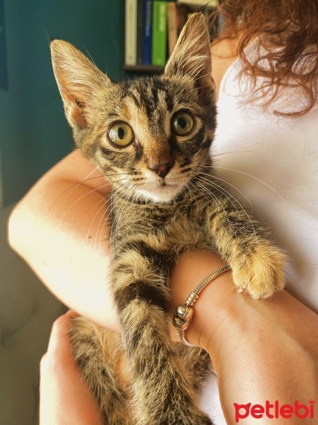 Tekir Kedi, Kedi  GIRGIR fotoğrafı