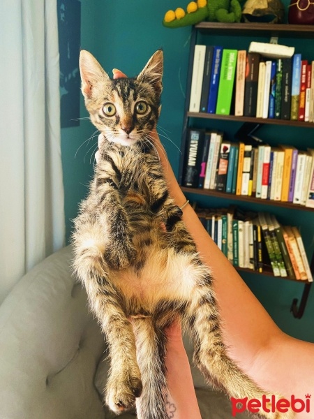 Tekir Kedi, Kedi  GIRGIR fotoğrafı