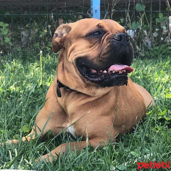 Boxer, Köpek  Coffee fotoğrafı
