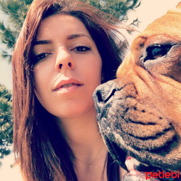 Boxer, Köpek  Coffee fotoğrafı