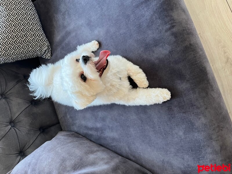 Maltese, Köpek  Puffy fotoğrafı