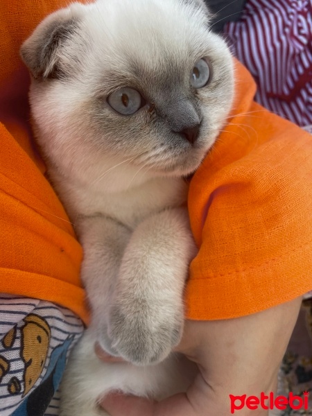 Scottish Fold, Kedi  Sütlaç fotoğrafı
