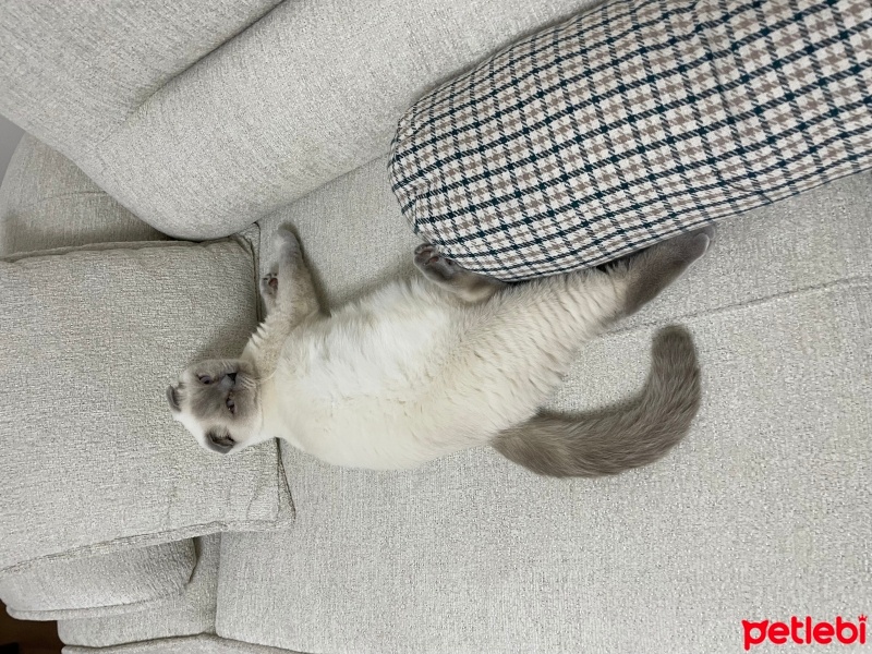 Scottish Fold, Kedi  Sütlaç fotoğrafı
