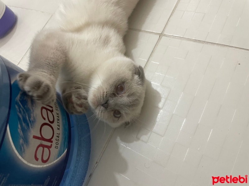 Scottish Fold, Kedi  Sütlaç fotoğrafı