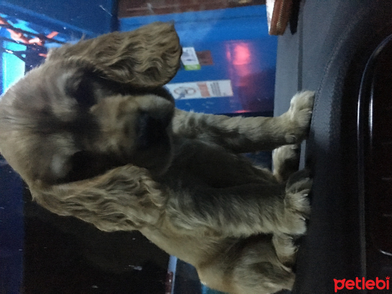Amerikan Cocker Spaniel, Köpek  Misha fotoğrafı