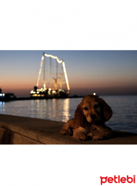 Amerikan Cocker Spaniel, Köpek  Misha fotoğrafı