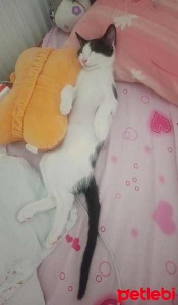 Tuxedo (Smokin) Kedi, Kedi  Hamsi fotoğrafı