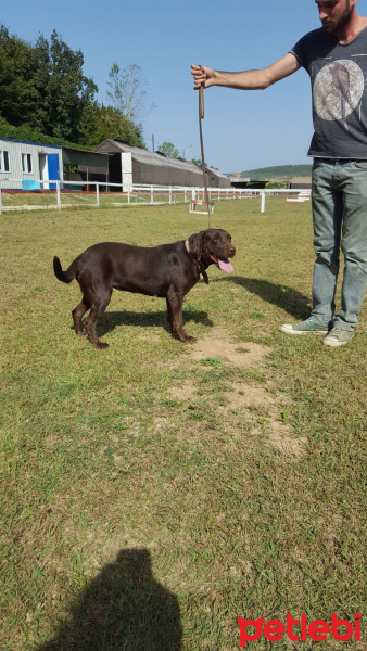 Labrador Retriever, Köpek  Baileys fotoğrafı