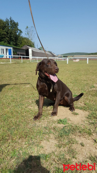 Labrador Retriever, Köpek  Baileys fotoğrafı