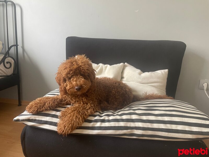 Poodle(Standart Kaniş), Köpek  Bella fotoğrafı