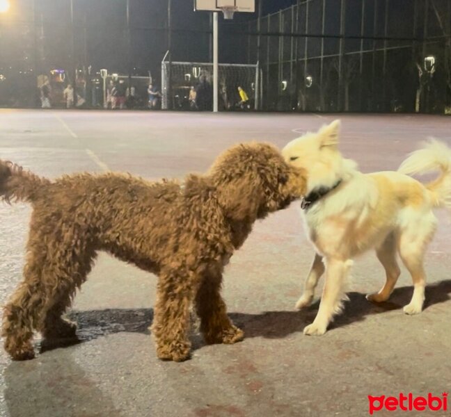 Poodle(Standart Kaniş), Köpek  Bella fotoğrafı