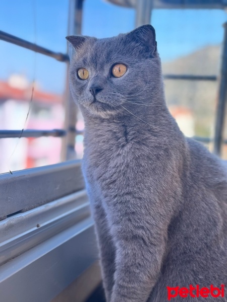 Scottish Fold, Kedi  Kıvrık fotoğrafı