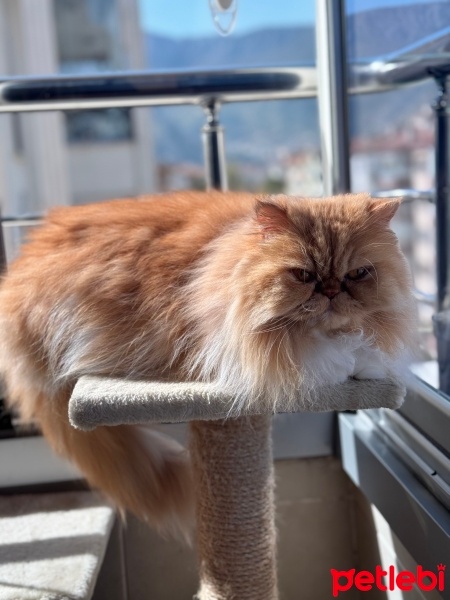 İran Kedisi (Persian), Kedi  Mia fotoğrafı
