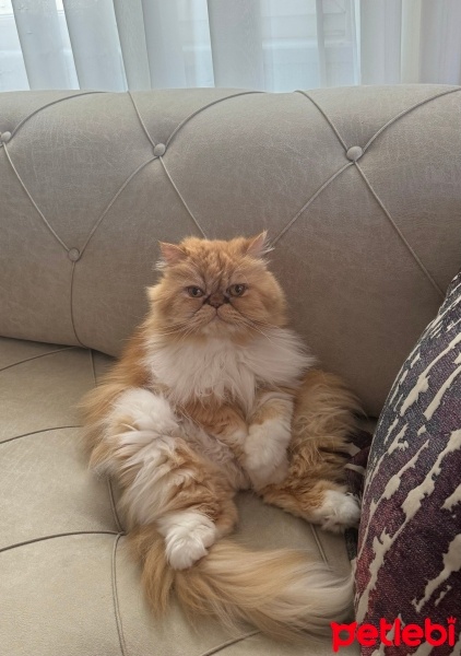 İran Kedisi (Persian), Kedi  Mia fotoğrafı
