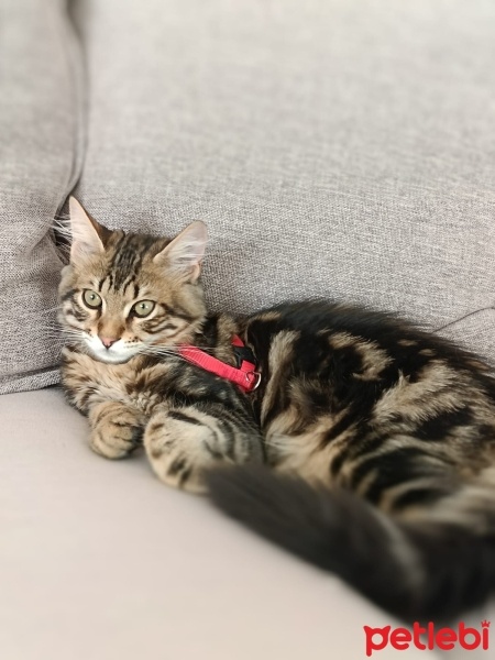 Tekir Kedi, Kedi  Mırmır fotoğrafı