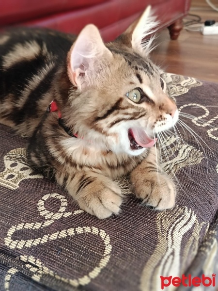 Tekir Kedi, Kedi  Mırmır fotoğrafı