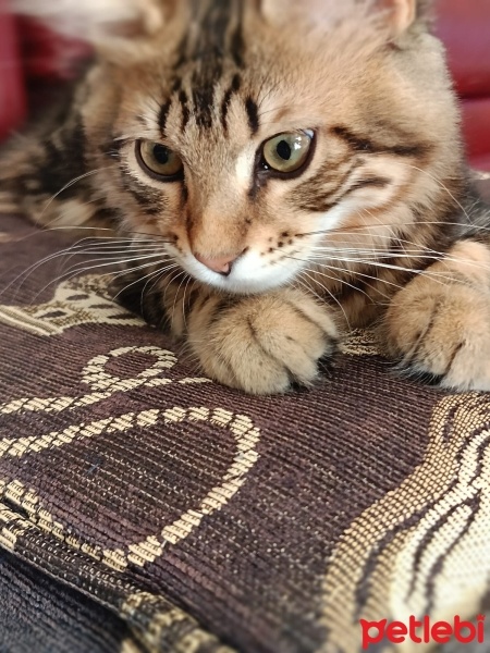 Tekir Kedi, Kedi  Mırmır fotoğrafı