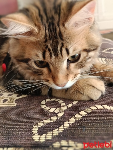 Tekir Kedi, Kedi  Mırmır fotoğrafı